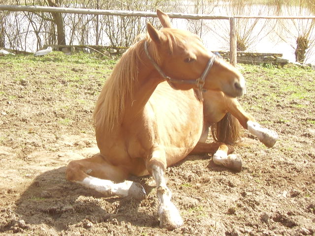 zviratka 066.jpg