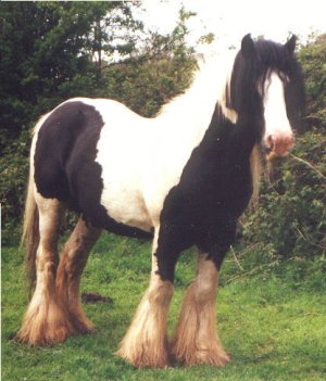The%20Old%20Horse[1].jpg